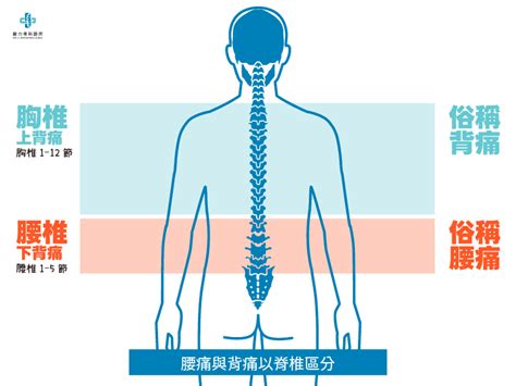 上背意味|Definition of 上背